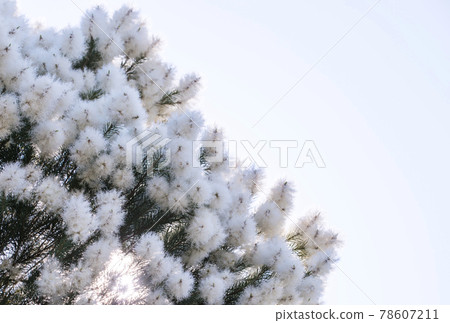 Tea tree tree skin care aromatherapy antiviral herbs image material 78607211