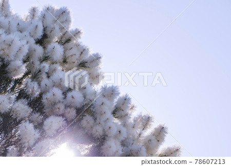 Tea tree tree skin care aromatherapy antiviral herbs image material 78607213