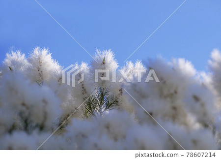 Tea tree tree skin care aromatherapy antiviral herbs image material 78607214