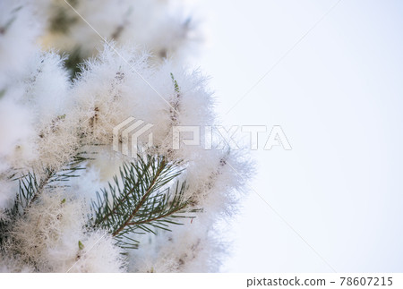 Tea tree tree skin care aromatherapy antiviral herbs image material 78607215