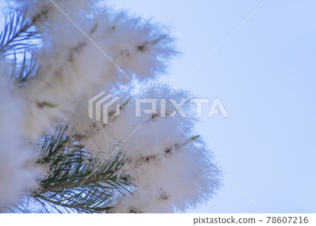 Tea tree tree skin care aromatherapy antiviral herbs image material 78607216