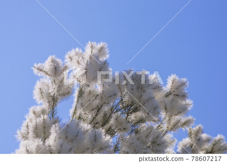 Tea tree tree skin care aromatherapy antiviral herbs image material 78607217