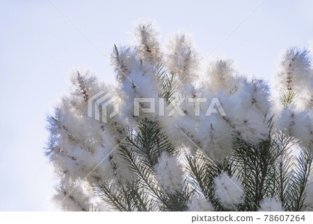 茶樹護膚香薰抗病毒草本圖片素材 78607264