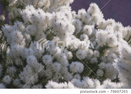 Tea tree tree skin care aromatherapy antiviral herbs image material 78607265