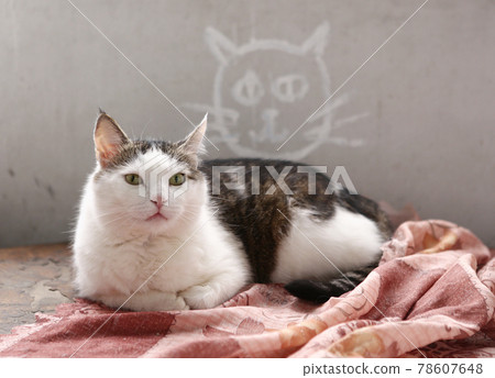 country funny cat closeup photo relaxing on windowsill country funny cat closeup photo relaxing on windowsill 78607648