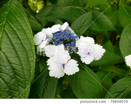 Nadeshiko Gaku繡球花 Nadeshiko Gaku繡球花 78608030