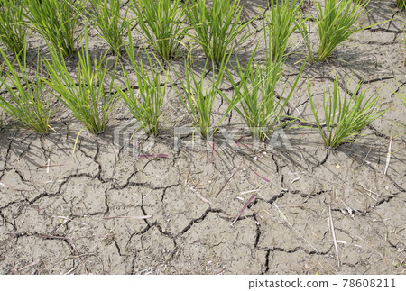 Cracks, water shortage, drought, cracks in the ground, image material, rice cultivation 78608211