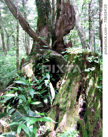 Kamikochi trees and stumps Kamikochi trees and stumps 78608419