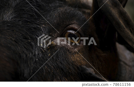 Close up of goat's eye looks thoughtfully into the camera. A goat in a paddock on a farm. 78611156