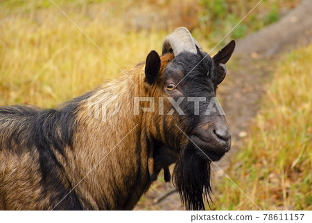 Black and brown goat portrait looks thoughtfully into the camera. Goat on a farm n green grass 78611157