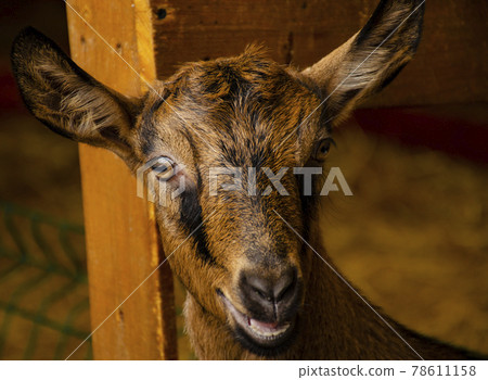 Black and brown goat portrait looks thoughtfully into the camera. Goat in a paddock on a farm 78611158