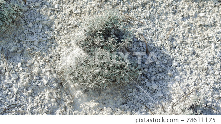 Light blue lichen bush in the chalk desert. A bush on a chalk hill. Small pieces of chalk. Plants in the wild 78611175