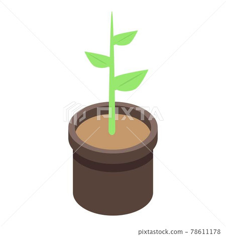 Apricot plant pot icon, isometric style Apricot plant pot icon, isometric style 78611178