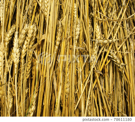 loss of wheat harvest: many ears of ripe grain lie on the ground, rot and mold loss of wheat harvest: many ears of ripe grain lie on the ground, rot and mold 78611180