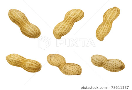 花生花生插畫寫實殼 78611387