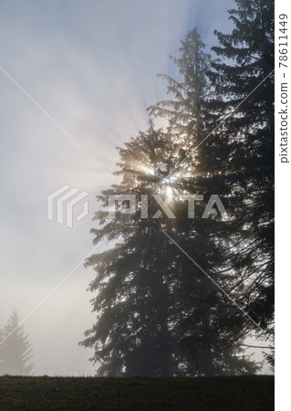 Morning sun rays through fir trees branches. Foggy autumn mountain sunrise scene. 78611449