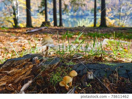 Mushroom on forest meadow on shore of picturesque lake. Vilshany water reservoir on the Tereblya river, Transcarpathia, Ukraine. Beautiful autumn day in Carpathian Mountains. 78611462