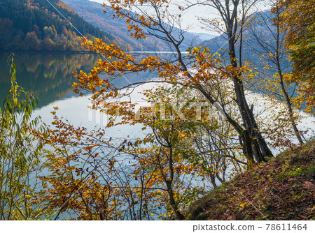 Forest meadow on shore of picturesque lake. Vilshany water reservoir on the Tereblya river, Transcarpathia, Ukraine. Beautiful autumn day in Carpathian Mountains. 78611464