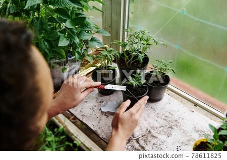 Woman gardener fertilizes soil with sprouts of tomato seeds germinated in a pot. Spring garden work in a home country greenhouse 78611825