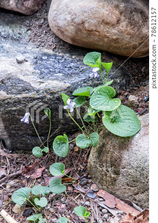 Blooming marsh violet. Plants of Karelia. Russia Blooming marsh violet. Plants of Karelia. Russia 78612157