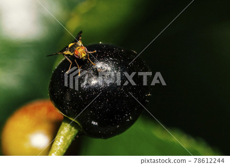A specimen of Rhagoletis Completa 78612244