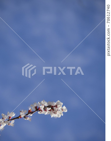 A blooming branch against the blue sky. Delicate white apricot flowers. Azure blue sky with blurred white clouds. Empty space for creativity and text. A blooming branch against the blue sky. Delicate white apricot flowers. Azure blue sky with blurred white clouds. Empty space for creativity and text. 78612740