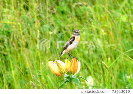 Stonechat 住在百合上 78613019