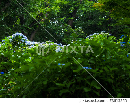 Hydrangea (hydrangea), June Hydrangea (hydrangea), June 78613253