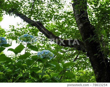 Hydrangea (hydrangea), June Hydrangea (hydrangea), June 78613254