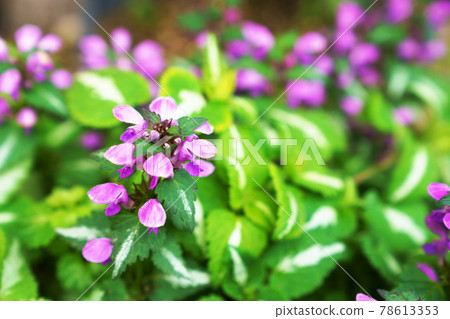 Dead-nettle (Lamium) Dead-nettle (Lamium) 78613353