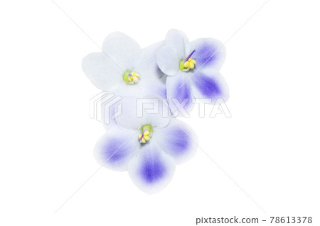 Beautiful bright blue and white flower african violet isolated on white macro photo 78613378
