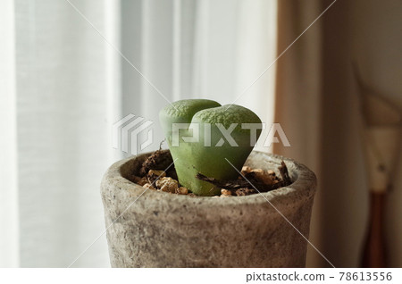 Lithops potted plant Lithops potted plant 78613556