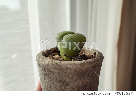 生石花盆栽 78613557