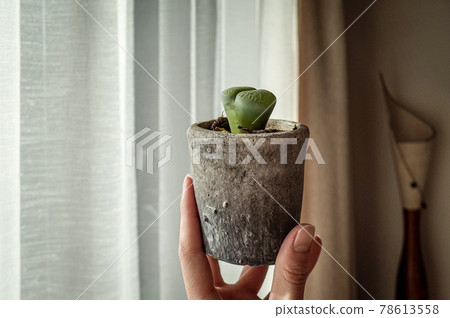 生石花盆栽 78613558