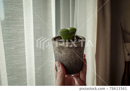 Lithops potted plant Lithops potted plant 78613561