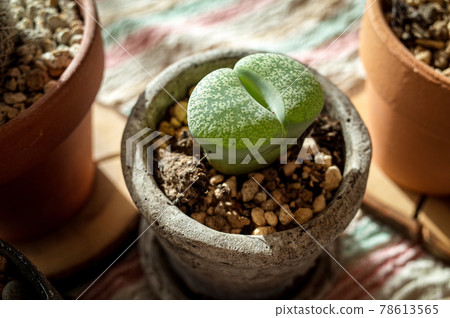 生石花盆栽 78613565