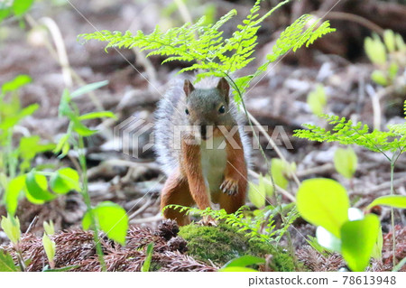 Summer hair squirrel 78613948