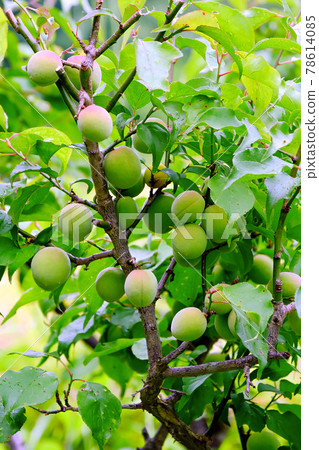 South red plum of the rainy season (vertical) South red plum of the rainy season (vertical) 78614085
