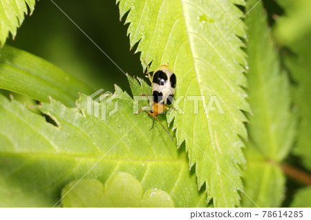 Yotsuboshi Hamushi 78614285