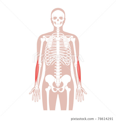 Muscular system arms 78614291