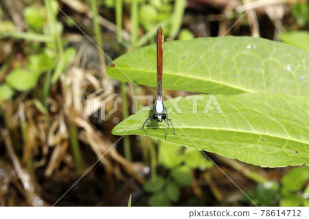 Asahina kawatombo Asahina kawatombo 78614712