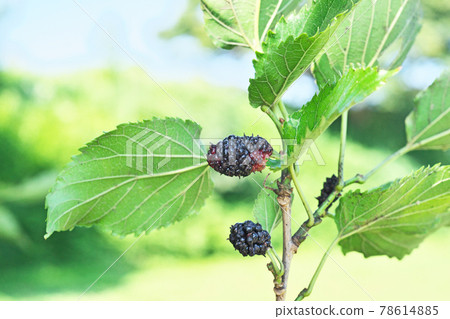 桑果 桑果 78614885