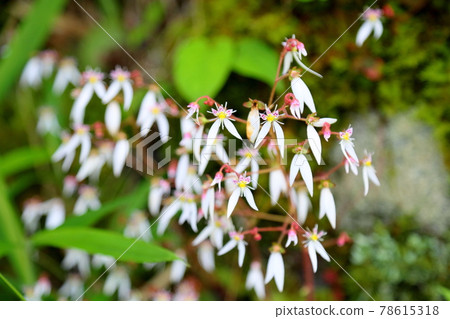 Yukinoshita flower 78615318