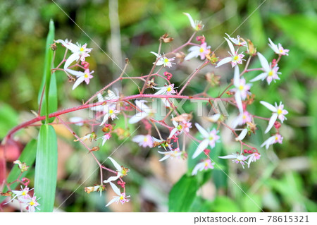 Yukinoshita flower 78615321