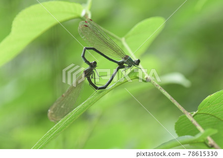 川東坊鎌倉泰峰綠地 川東坊鎌倉泰峰綠地 78615330