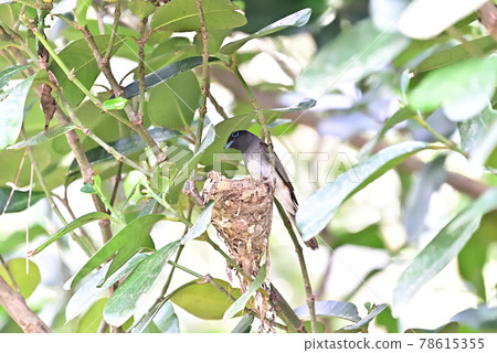 Wild bird / sunbird Wild bird / sunbird 78615355