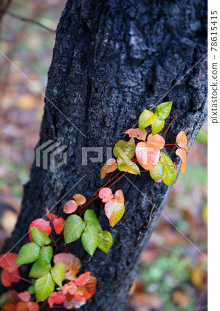 A colored vine that crawls on a glowing trunk A colored vine that crawls on a glowing trunk 78615415
