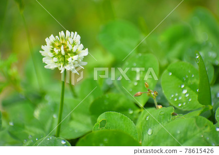 白三葉草 白三葉草 78615426