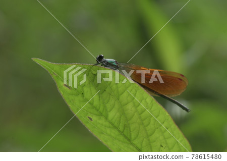 川東坊鎌倉泰峰綠地 78615480