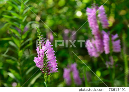 初秋在美浜園盛開的虎尾花 照片素材 圖片 圖庫